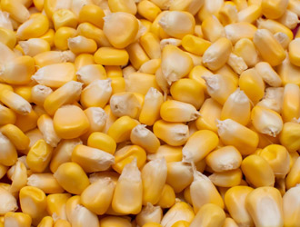 Sweetcorn