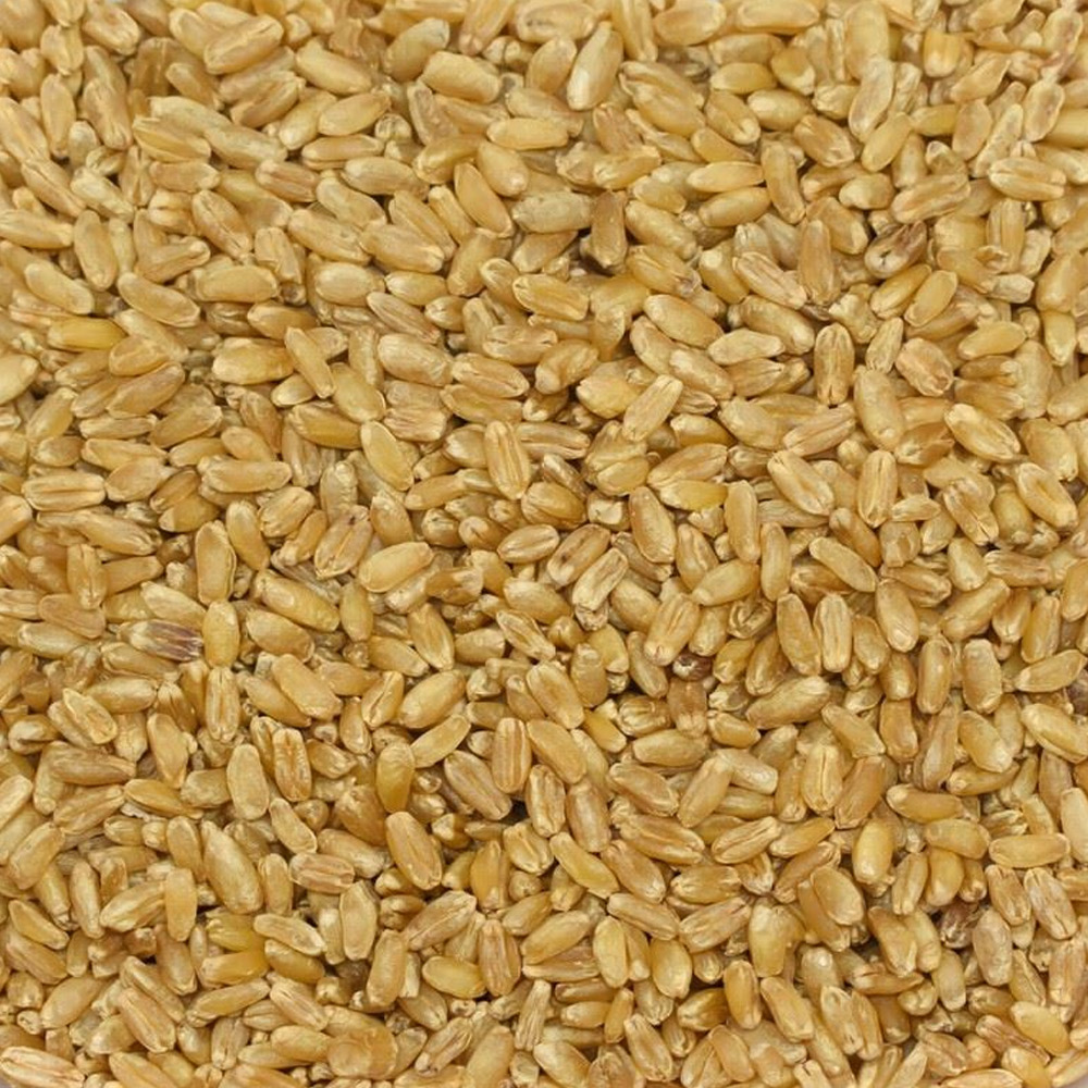 Wheat for Hedik