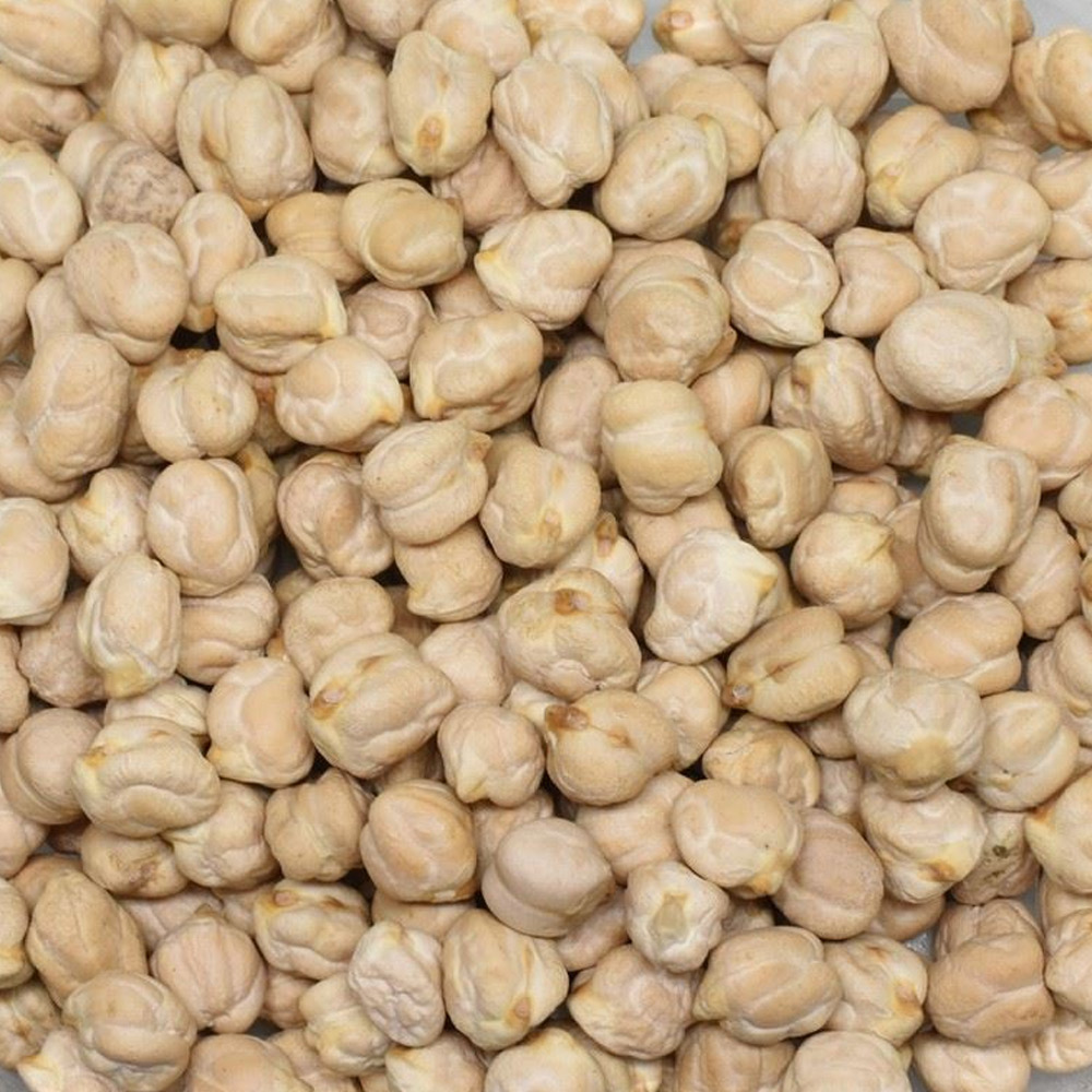 Jumbo Chickpeas (Mexico)