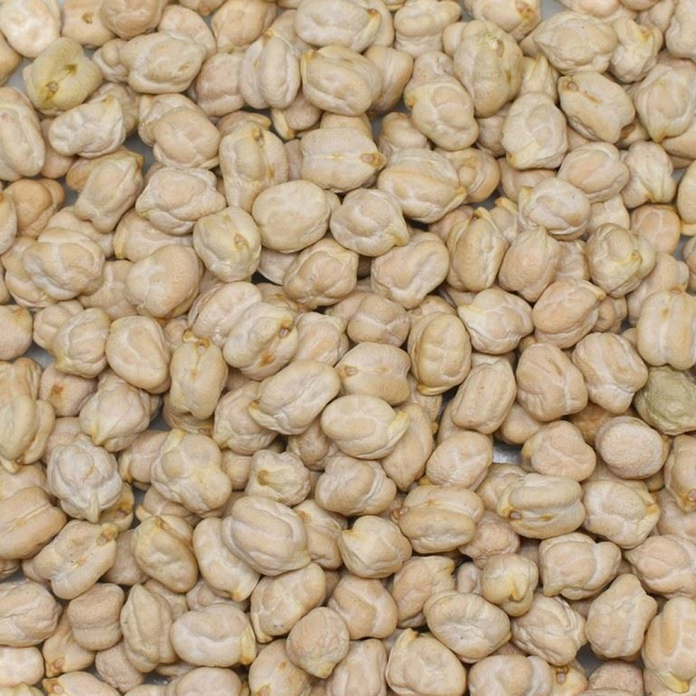 Pumpkin Chickpea (India 12mm)