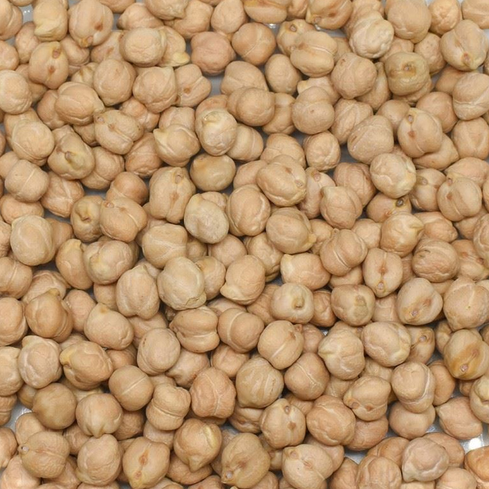 Chickpea 9 mm