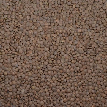 Shelled Lentils