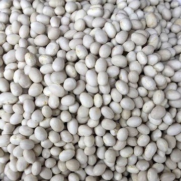 Ispir (Sugar) Dried Bean Seed