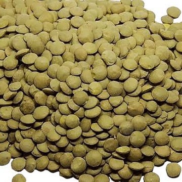 Certified Bozok Lentil Seed