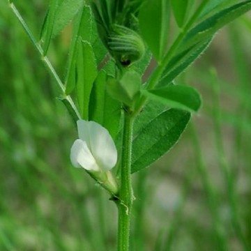 Common Vetch