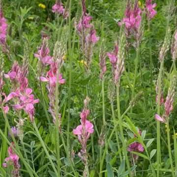 sainfoin