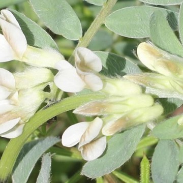 Hungarian Vetch