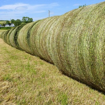 Teff Grass