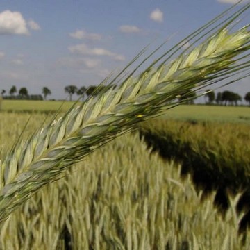 Triticale