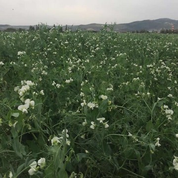 Forage Peas