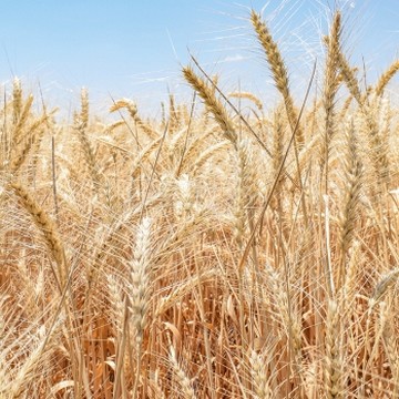 Ahmet Ağa Bread Wheat