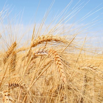 Variety 1252 Durum Wheat