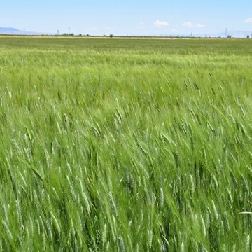 Kızıltan 91 Durum Wheat