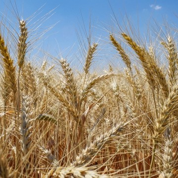 Larende Barley